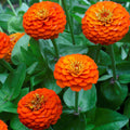 Outsidepride Zinnia Elegans Lilliput Orange - 1000 Seeds