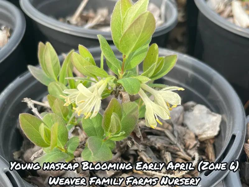 Tundra Haskap Honeyberry – Ultra-Northern, Vigorous, and Consistent Berry Producer