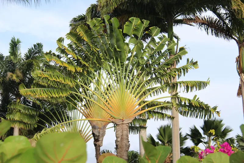 Traveler's Palm – Live Plant in a 3 Gallon Growers Pot – Ravenala Madagascariensis – Extremely Rare Ornamental Palms of Florida