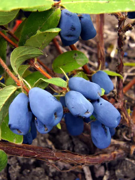 Tundra Haskap Honeyberry – Ultra-Northern, Vigorous, and Consistent Berry Producer