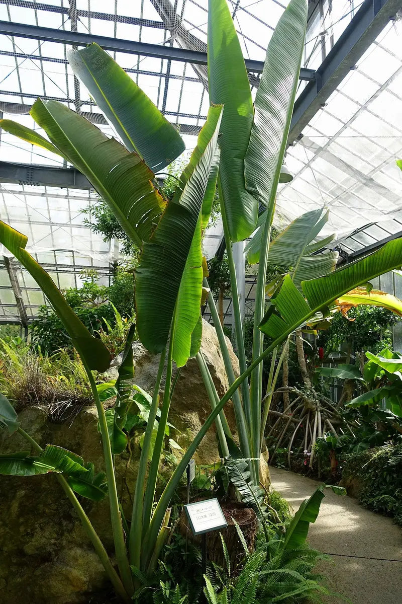 Traveler's Palm – Live Plant in a 3 Gallon Growers Pot – Ravenala Madagascariensis – Extremely Rare Ornamental Palms of Florida