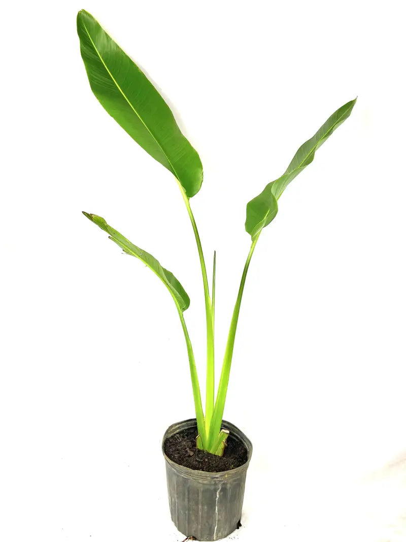 Traveler's Palm – Live Plant in a 3 Gallon Growers Pot – Ravenala Madagascariensis – Extremely Rare Ornamental Palms of Florida