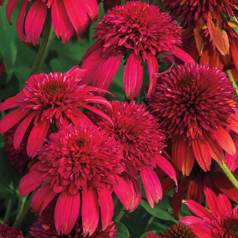 Double Scoop Coneflower (Echinacea), Bare Root Starter Perennial Plant (1-Pack)