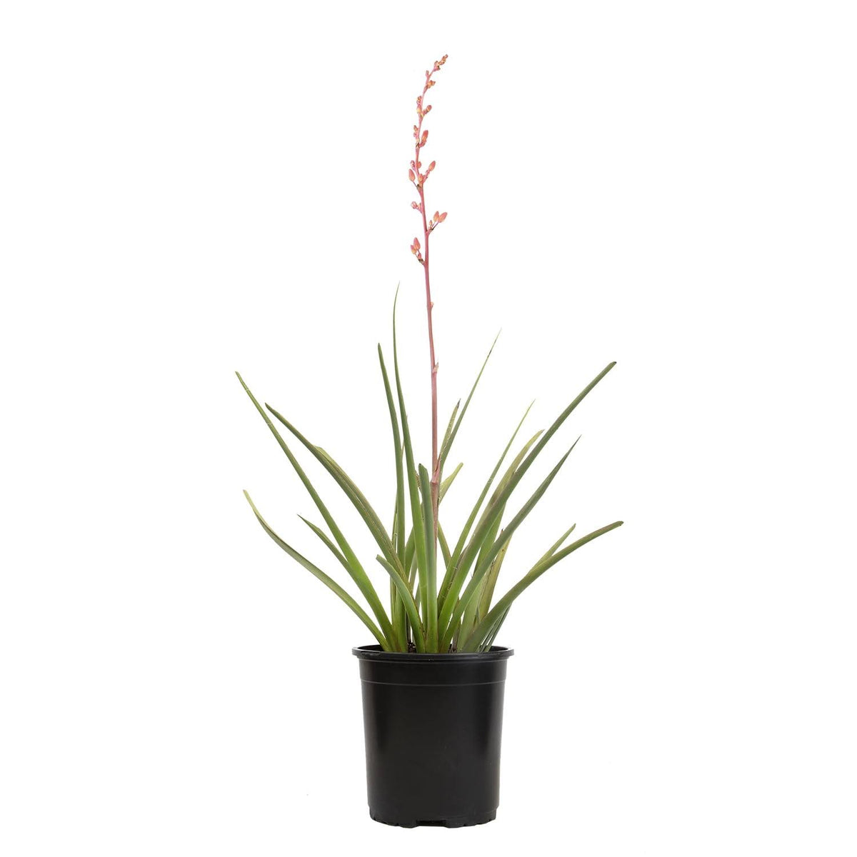 Altman Plants Red Hesperaloe Yucca Accent Shrub in 2.5-Quart Pot
