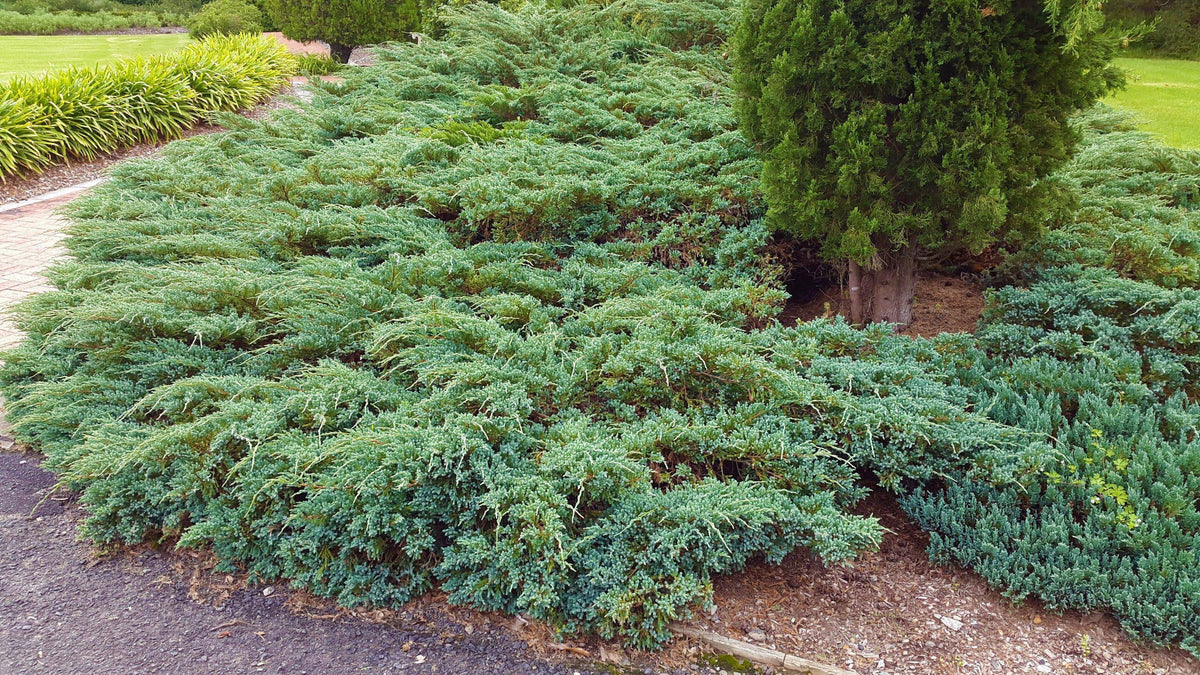 Lowe's Blue Creeping Juniper Accent Shrub in 1-Gallon Pot | CFJP002