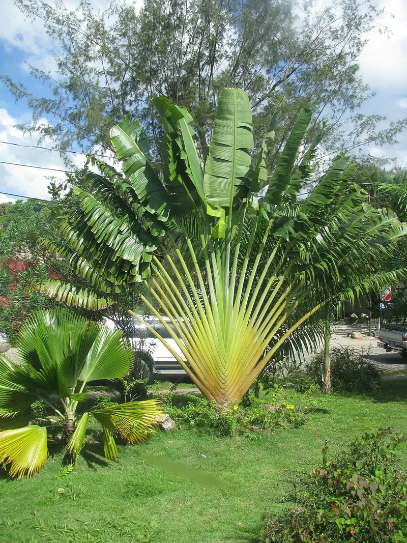 Traveler's Palm – Live Plant in a 3 Gallon Growers Pot – Ravenala Madagascariensis – Extremely Rare Ornamental Palms of Florida