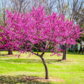3-4 ft. - Oklahoma Redbud Tree - An Abundance of Blooms | Brighter Blooms