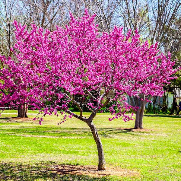 3-4 ft. - Oklahoma Redbud Tree - An Abundance of Blooms | Brighter Blooms
