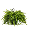 Lowe's 1.5-Gallon Boston Fern in Hanging Basket | Nursery