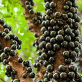 Brighter Blooms - Jaboticaba Tree, 3 gal. - No Shipping to AZ