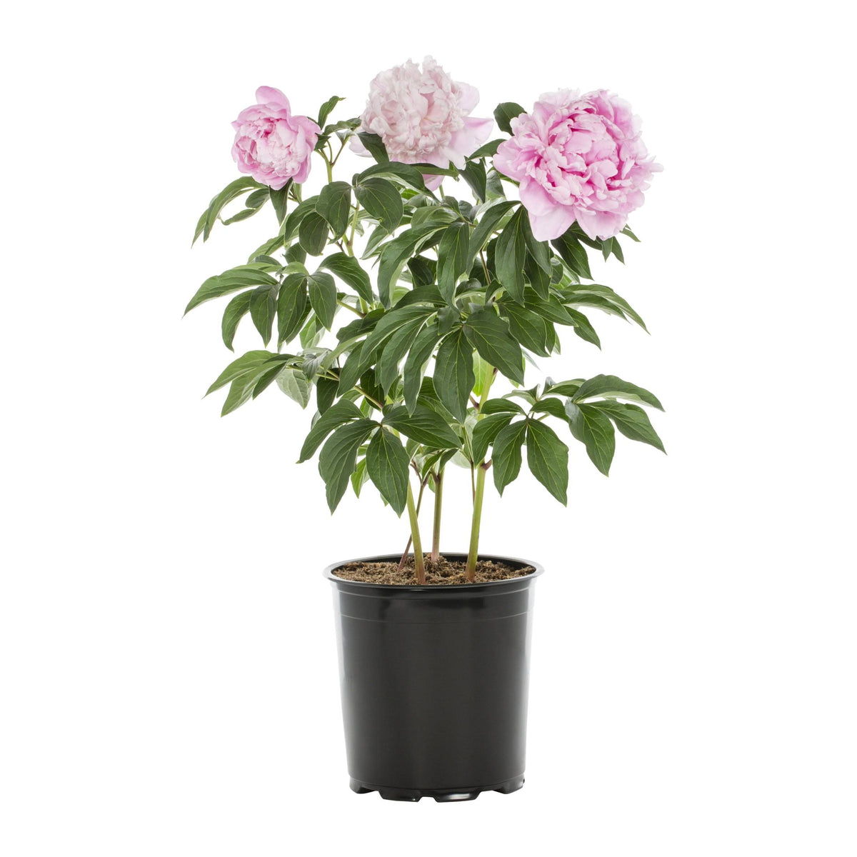 Metrolina Greenhouses 1 gal. Peony Pink Perennial Plant (1-Pack)