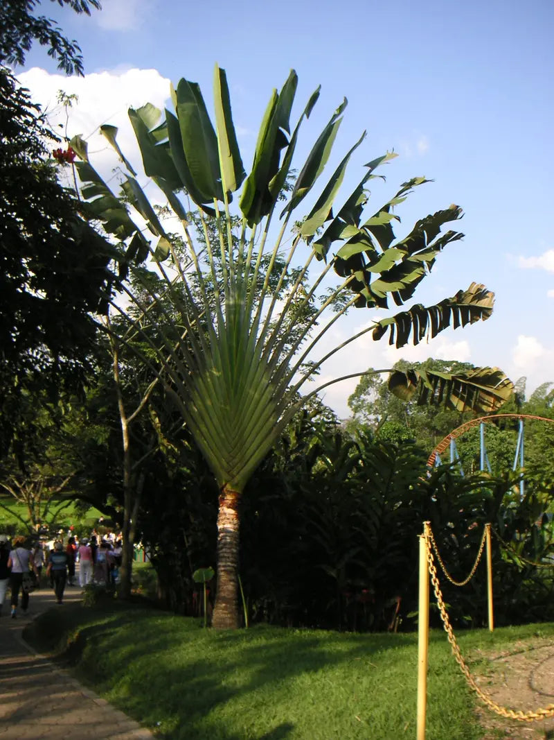 Traveler's Palm – Live Plant in a 3 Gallon Growers Pot – Ravenala Madagascariensis – Extremely Rare Ornamental Palms of Florida