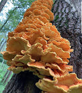 BetterFungi 100 Chicken of The Woods Mushroom Spawn Plugs to Grow Gourmet and Medicinal Mushrooms at Home or commercially.