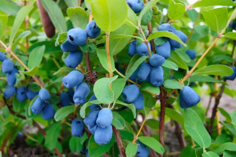 Tundra Haskap Honeyberry – Ultra-Northern, Vigorous, and Consistent Berry Producer