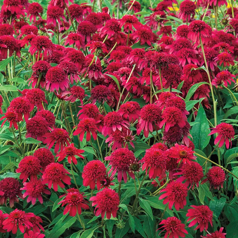 Double Scoop Coneflower (Echinacea), Bare Root Starter Perennial Plant (1-Pack)