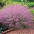 Pink Muhly Grass - Dormant 3" Pot