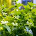 Outsidepride Stinging Nettle Seeds - 5000 Seeds