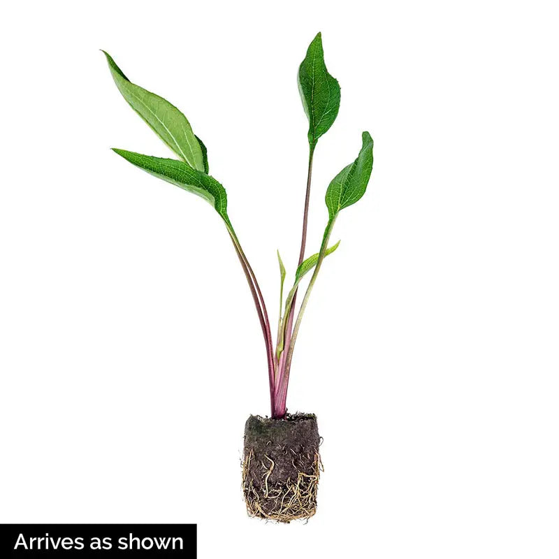 Double Scoop Coneflower (Echinacea), Bare Root Starter Perennial Plant (1-Pack)