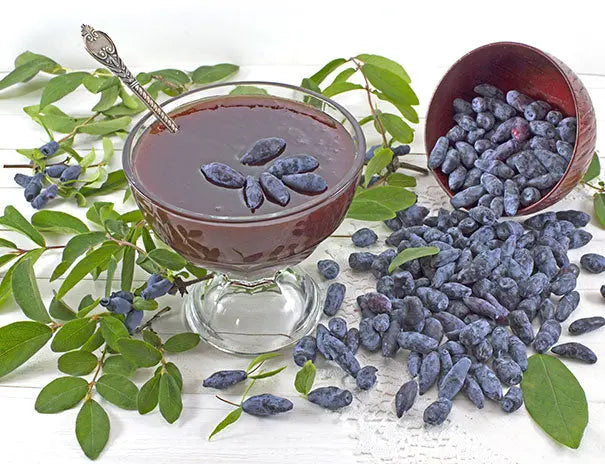 Tundra Haskap Honeyberry – Ultra-Northern, Vigorous, and Consistent Berry Producer